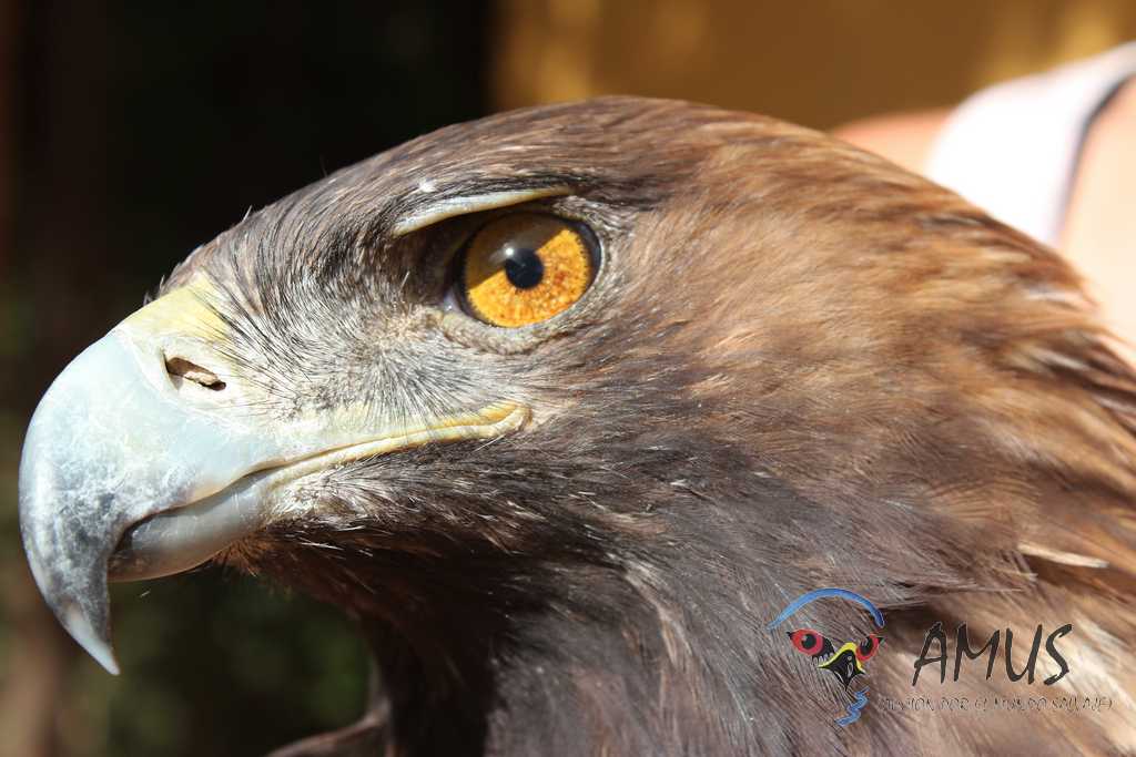 Una temporada más de caza