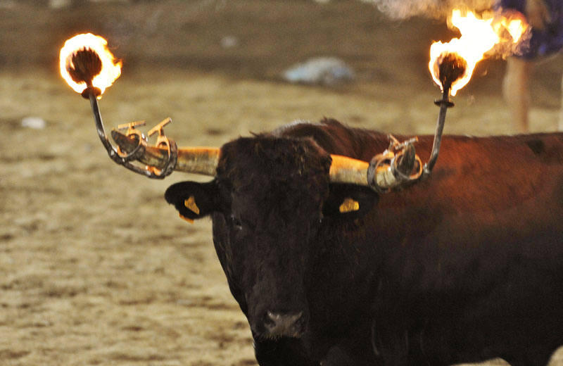 Xeraco (Valencia) no autorizará bous al carrer ni embolats