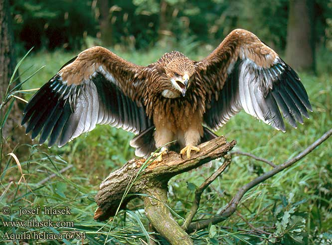 Municipios por la conservación del águila imperial