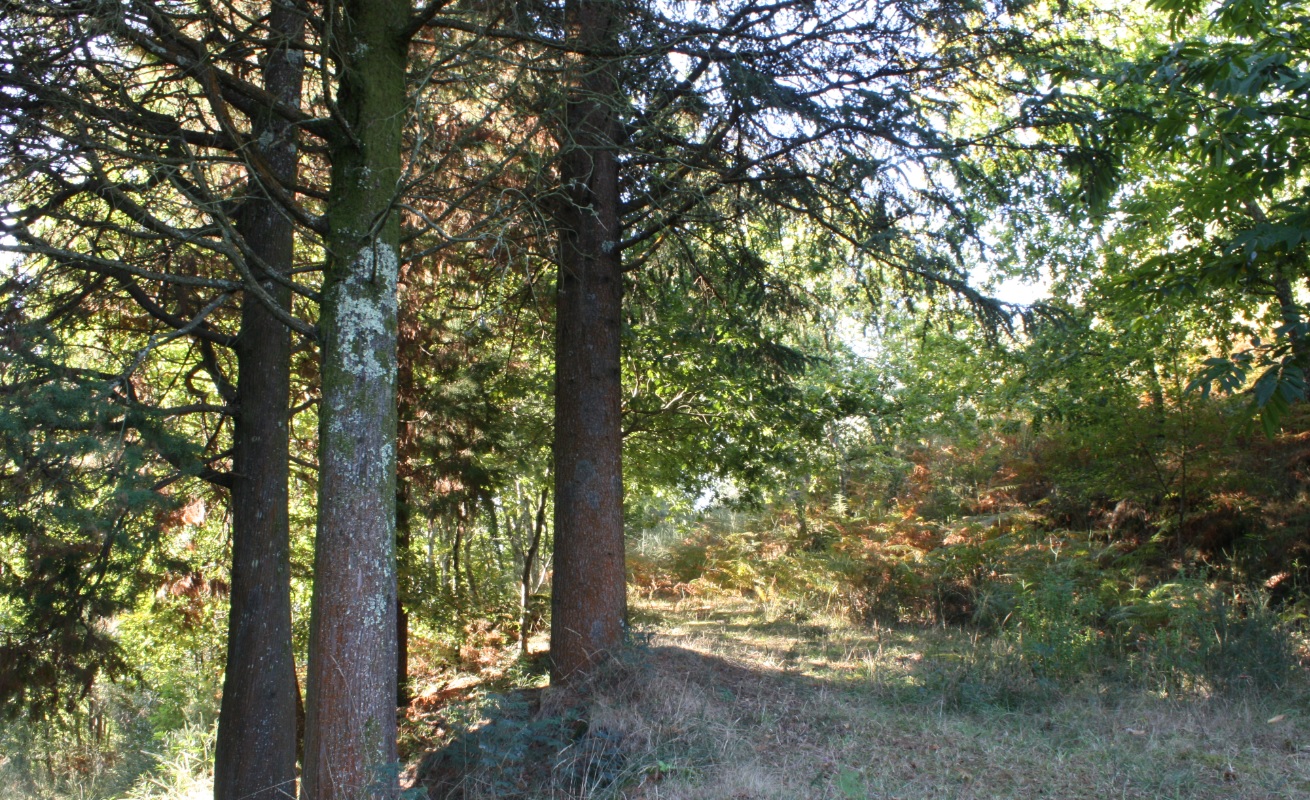 El buen desarrollo genera buena conservación