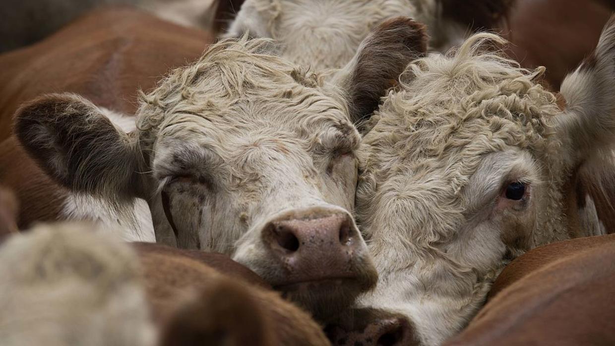 Millones de vacas emisoras de metano ‘asfixian’ a Uruguay