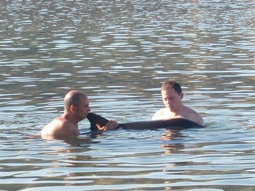 El joven delfín listado hallado en Níjar (Almería) murió en el traslado por su carga parasitaria