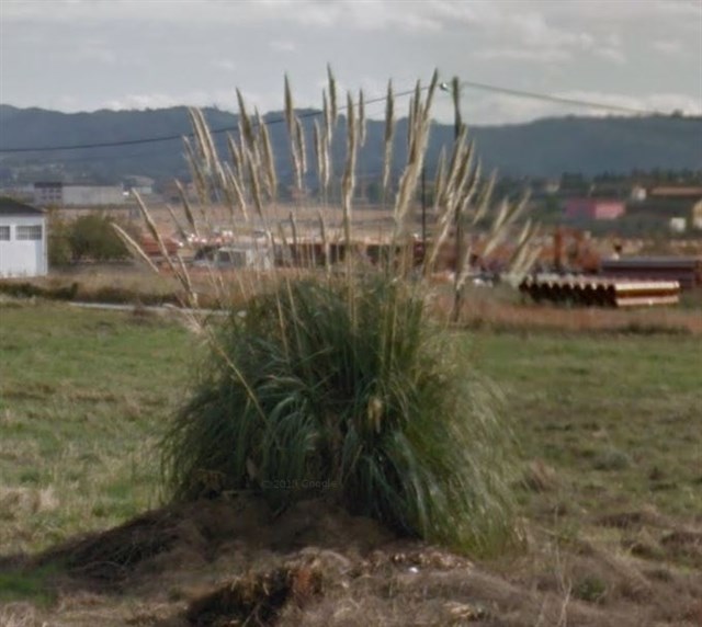 Asturias y Ministerio de Medio Ambiente impulsarán una estrategia nacional contra el plumero de la pampa