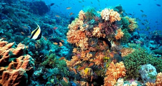 Caribe. Pequeñas especies restablecen el equilibrio ecológico en el Caribe