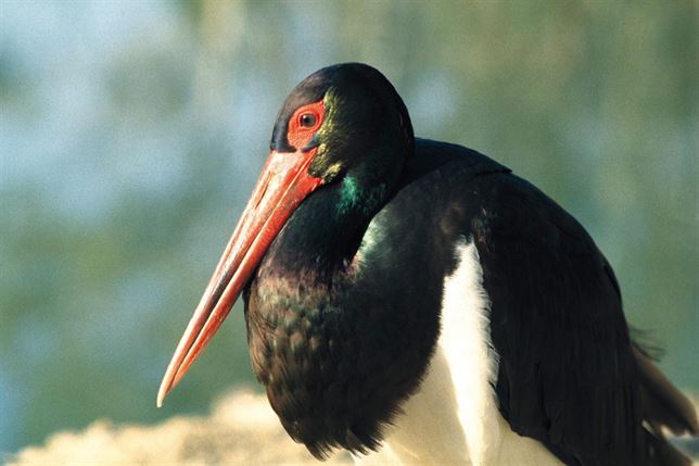 Objetivo: reducir las muertes de aves por tendidos en el ‘Monte de El Pardo’ Zona ZEPA en Patrimonio Nacional