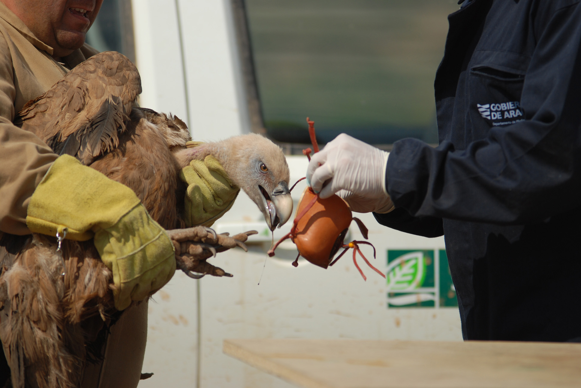Medio Ambiente marca un centenar de ejemplares de buitres leonados