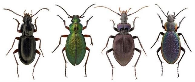 Los escarabajos del Ártico y el calentamiento global