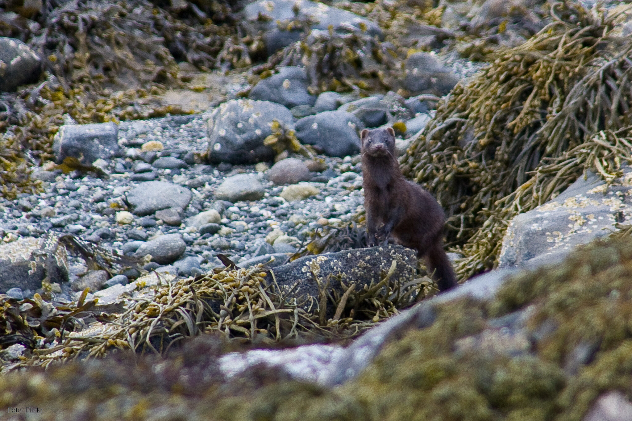 Citan cinco nuevas especies de parásitos que afectan al visón europeo por primera vez en España