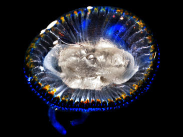 Aumento mundial de medusas