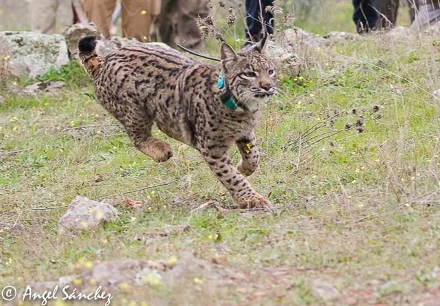Ocho nuevos ejemplares de lince ibérico serán liberados en Extremadura a partir de febrero