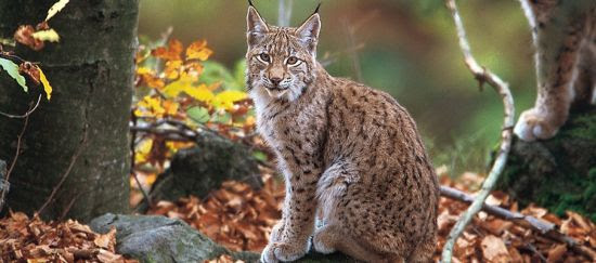 Macedonia: el lince no quiere hidroeléctricas