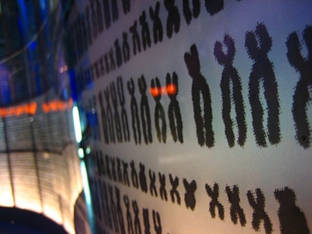 Mamíferos machos y hembras se diferenciaron hace 180 millones de años