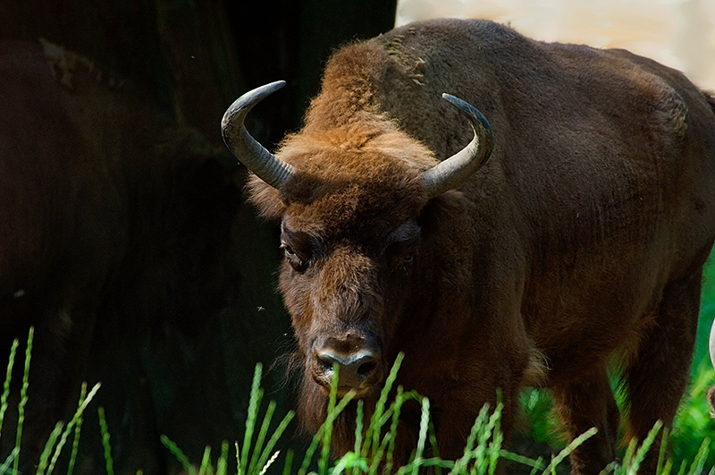 El número de especies en vía de extinción podría ser menor de lo que se creía