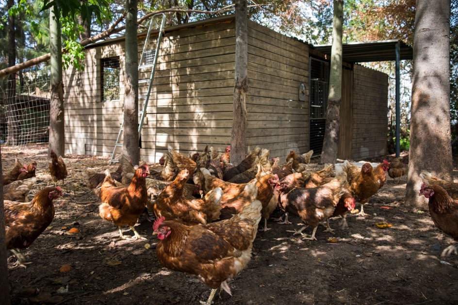 Ecologistas recoge en cinco meses más de siete toneladas de basura orgánica en Sevilla para alimentar a 100 gallinas