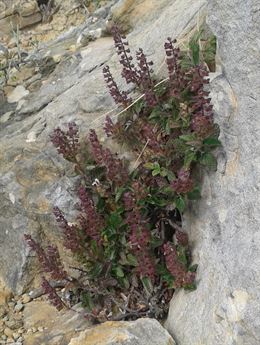 Medio Ambiente localiza en el litoral de Algeciras (Cádiz) tres nuevos núcleos de población de una planta amenazada