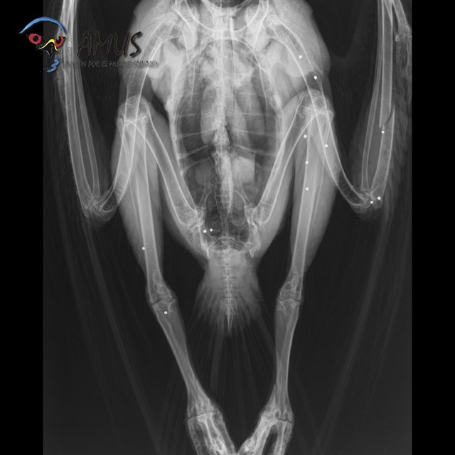 La organización AMUS recupera tras tres meses de cuidado a un águila real que recibió un disparo