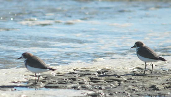 Ocho de cada diez humedales gallegos bajo el ‘paraguas’ de la ampliación de la Red Natura