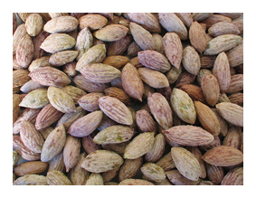 Un hotel usa huesos de aceituna para reducir sus emisiones de CO2