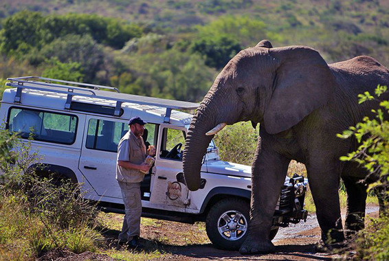 Hablando con los elefantes