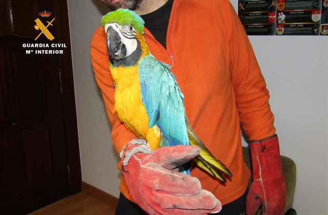 Recuperados los guacamayos robados en Torrelavega y localizadas otras cinco aves exóticas
