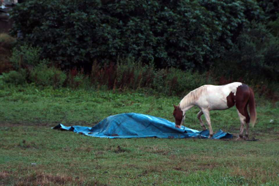 EQUO Euskadi denuncia la muerte de una yegua en Trapagaran