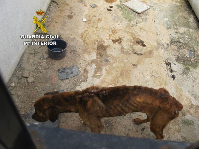 Piedras Albas un ‘sujeto’ maltratar brutalmente a su perro