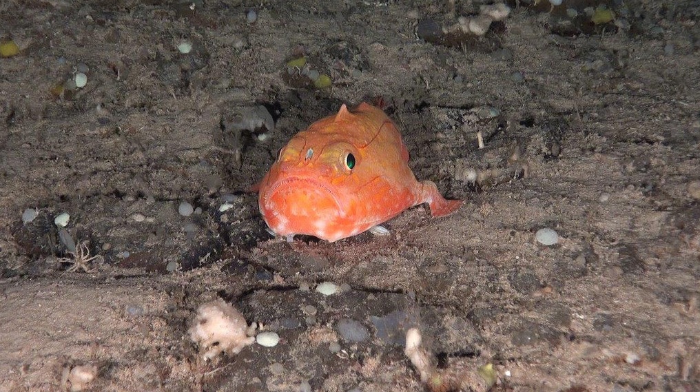 Consiguen las primeras imágenes de las montañas submarinas Dacia y Tritón al norte de Canarias