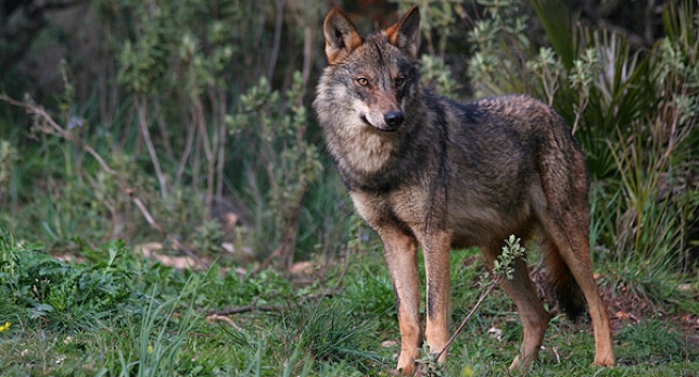 El Consejo andaluz de Biodiversidad abordará catalogar al lobo como especie amenazada