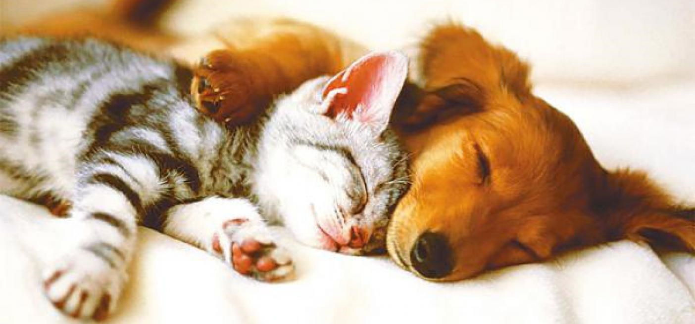 Cuidas bien a tu mascota