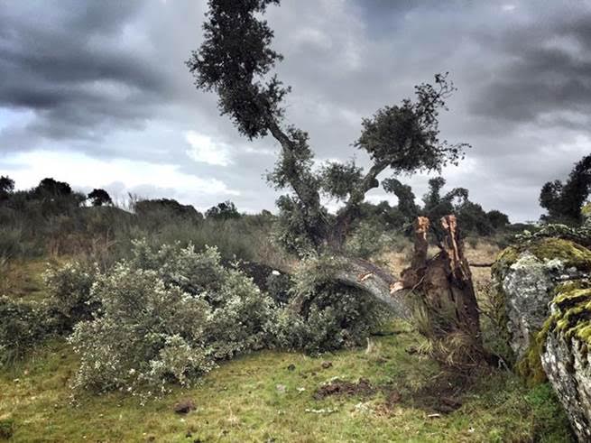 Suspensión cautelar de la tala de encinas en Retortillo (Salamanca)