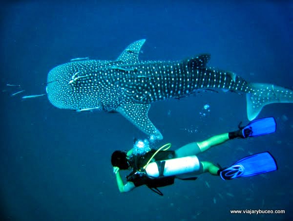 ¡Practica un buceo sostenible!