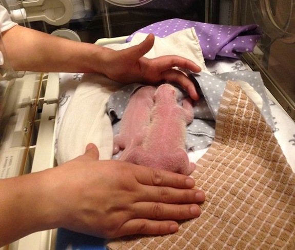 Twins! Toronto Zoo Welcomes 2 Baby Pandas