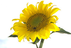 El auge del ecologismo tiñe de verde la política