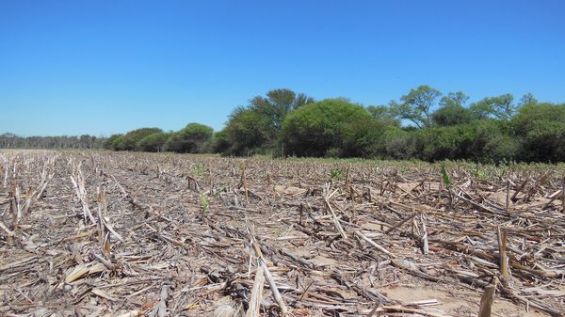 Argentina. Lamentable cifra de los bosques nativos destruidos que estaban protegidos