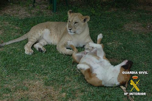 La Guardia Civil incauta una leona de un vecino de Badajoz