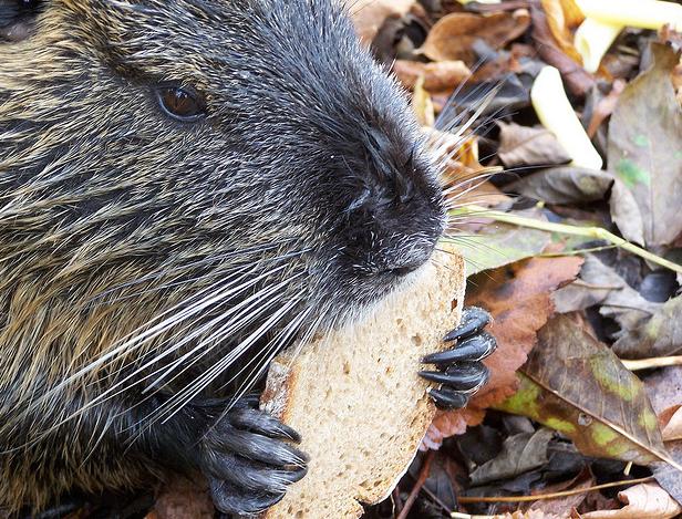 El censo de nutria de WWF en las Hoces del Riaza cumple 15 años