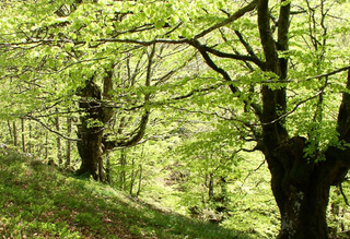 El Gobierno Vasco designa "Zona Especial de Conservación-ZEC" a los "Robledales-isla" de Urkabustaiz