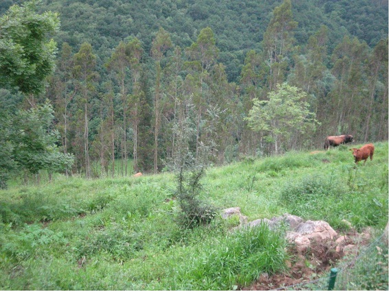 Una nueva cantera autorizada en Asturias a pesar de sus impactos