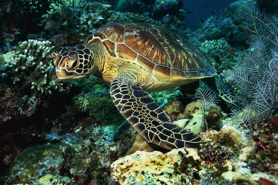 No encontrarás un curso como este en ningún lugar: Tortugas Marinas