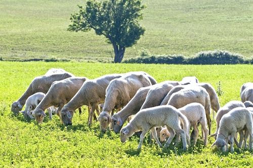 La ganadería extensiva es la ‘gran ignorada’ de la reforma de la PAC