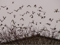 Los indicadores de cambio climático están afectados por los cambios de usos del suelo