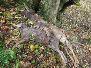 La Fiscalía de Cantabria abre diligencias sobre el sacrificio de lobos en Cabárceno