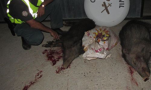 Andalucía. Denunciadas dos personas por cazar de noche y de forma furtiva en Aznalcóllar dos jabalíes y un ciervo