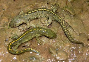 Zoo de Barcelona cria tritones del Montseny