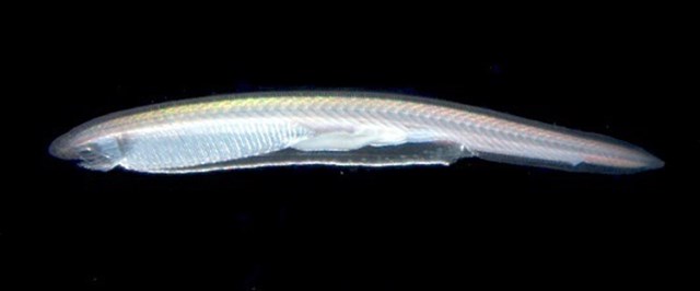 Un fósil viviente desafía las ideas sobre la evolución del cerebro