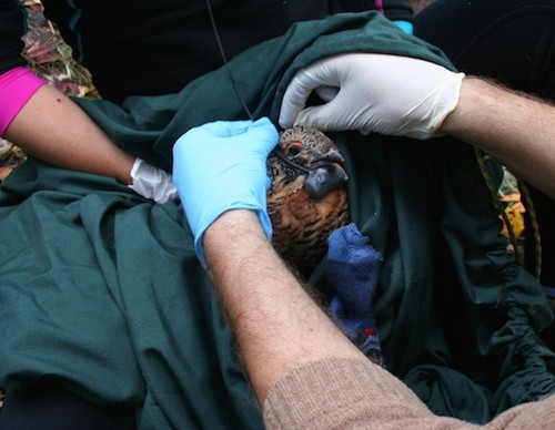 3 Nuevos urogallos marcados en León