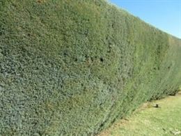 Un estudio resalta la conveniencia de que los arbustos sean tupidos para que las aves puedan nidificar