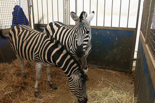 Varias organizaciones exigen protección para los animales salvajes de los circos