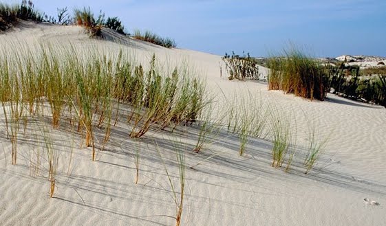 Ballena muerta en una playa del Parque Natural de Doñana