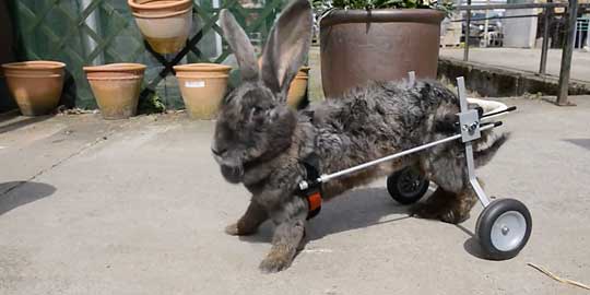 Adaptan una silla para un conejo paralítico (Vea VIDEO)